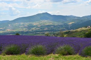 Buis champs de lavande