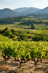 Vinsobres - vignoble