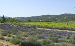 Val dEygues - Vue de Curnier